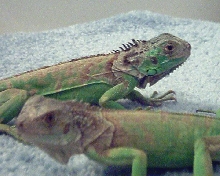 Here is Lizzie (in front) and Espio (in back)