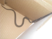 found snake