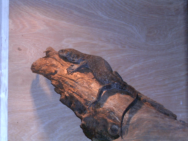 Smaug