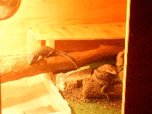 Lazy Lizards 1