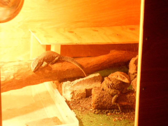 Lazy Lizards 1