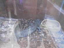 pet store sav