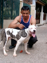 Aldo Conqueror 7 Mth