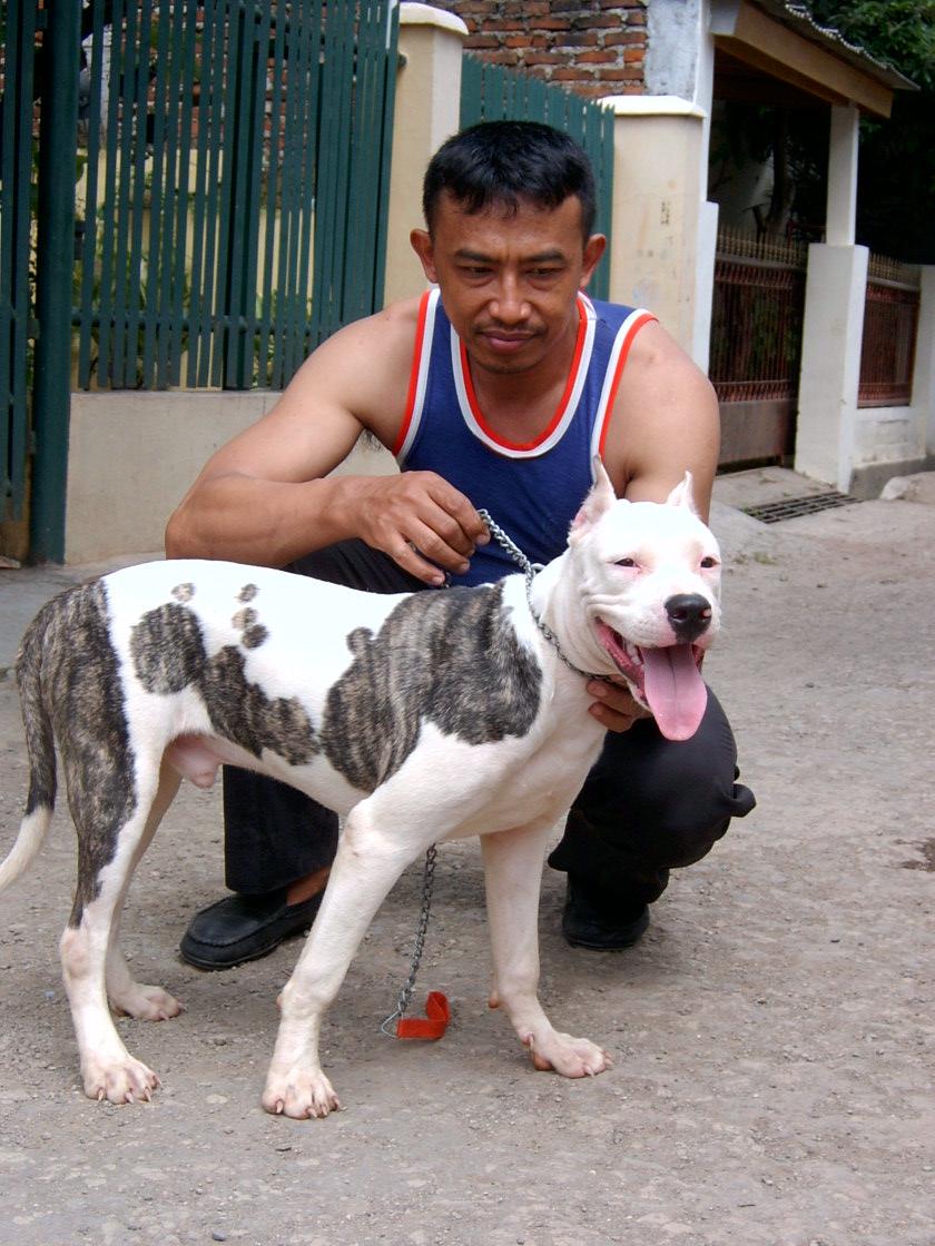 Aldo Conqueror 7 Mth