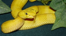 My Eyelash Viper