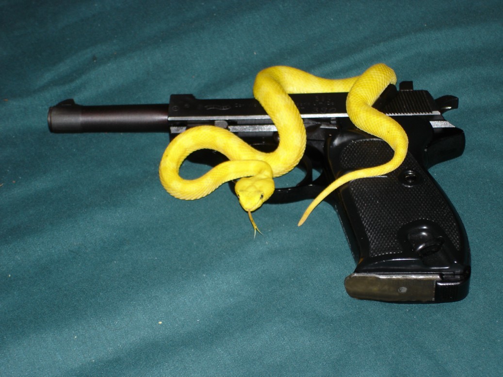 Eyelash and P38