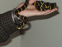 Mangrove Snake