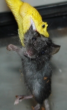 Bothriechis Feeding