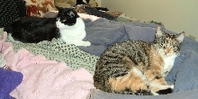 Panda and Jasper