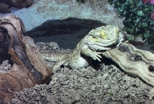 Snoozing