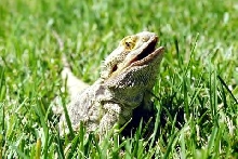 Puff in grass