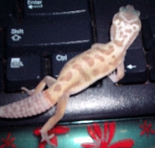 Could anyone please tell me what morph he is?