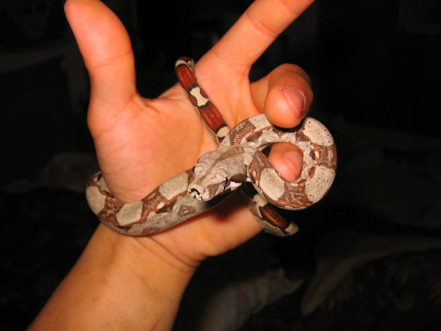 female het for albino