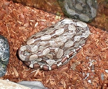 double snake