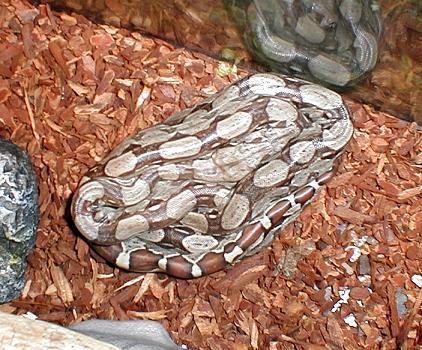 double snake