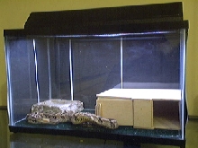 Spikes cage