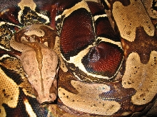 Suriname boa