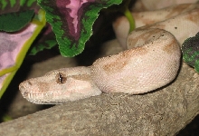 Hog Island Boa