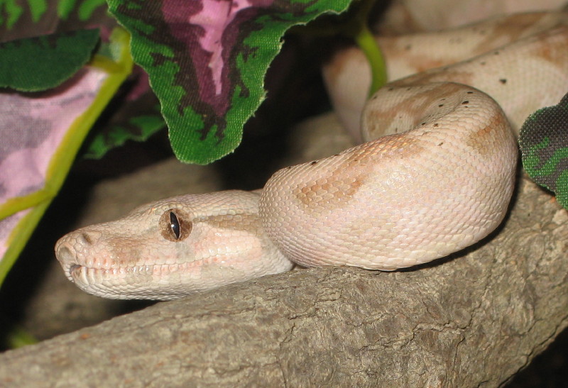 Hog Island Boa