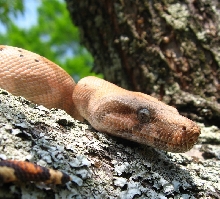 Hog Island Boa