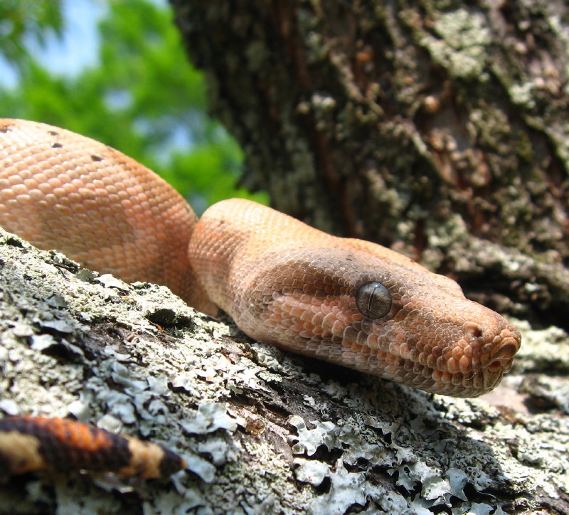 Hog Island Boa