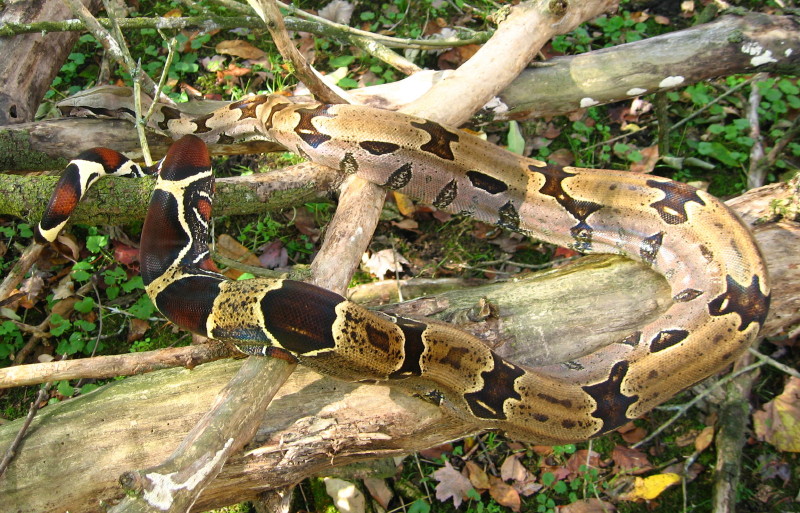 suri female