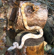 hog male