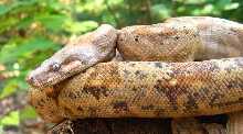 hog female