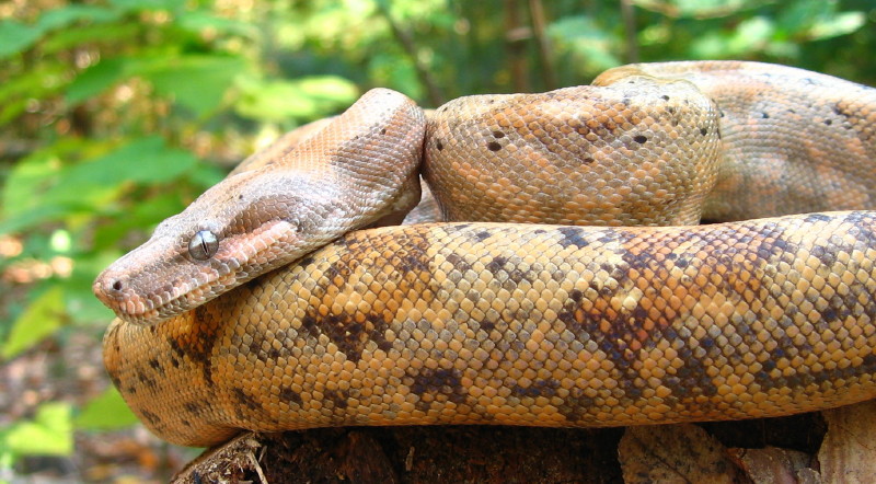 hog female