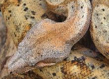 Hog Island Boa