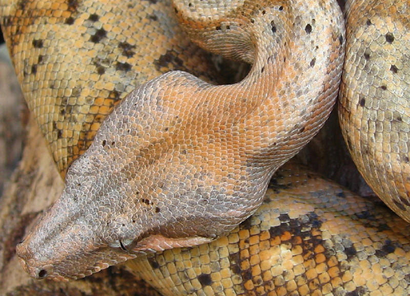 Hog Island Boa
