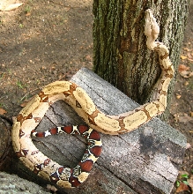 suri female