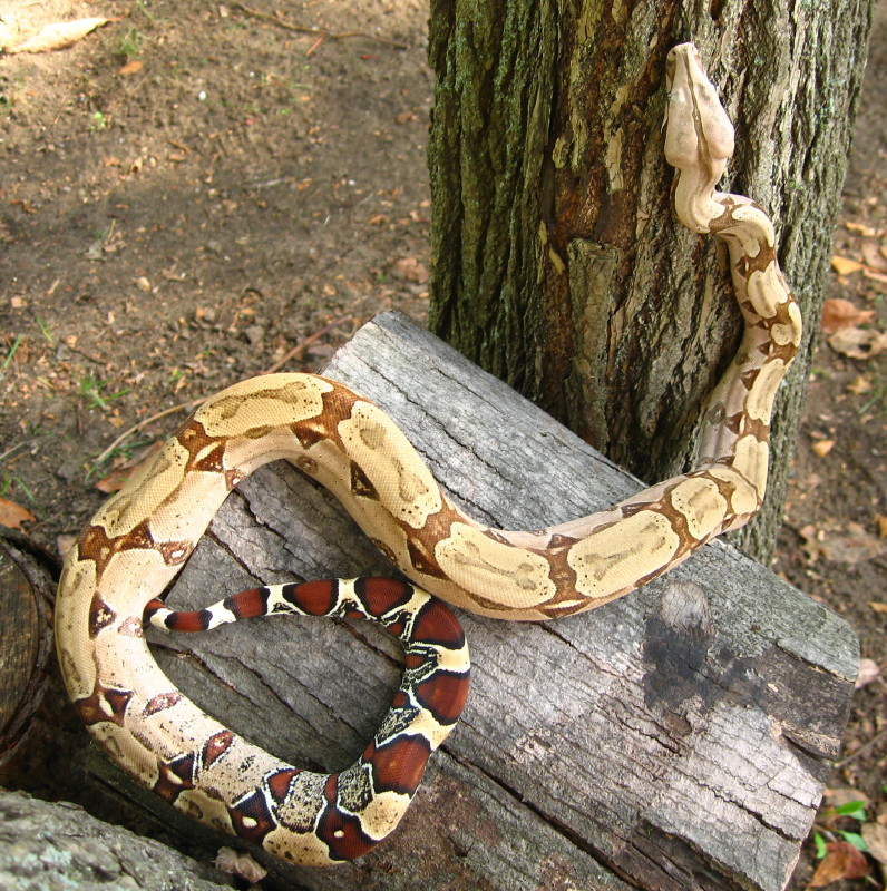 suri female