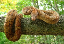 Hog Island Boa