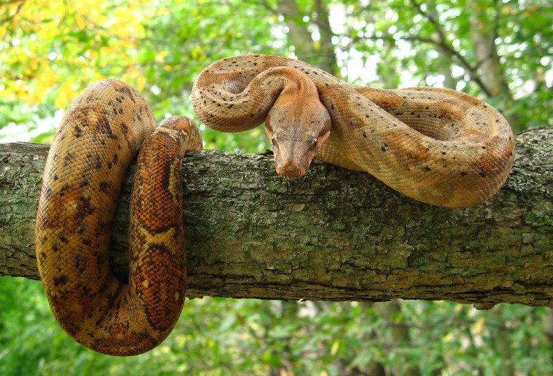 Hog Island Boa