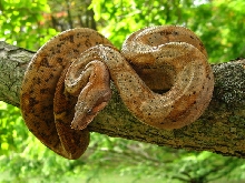 Hog Island Boa