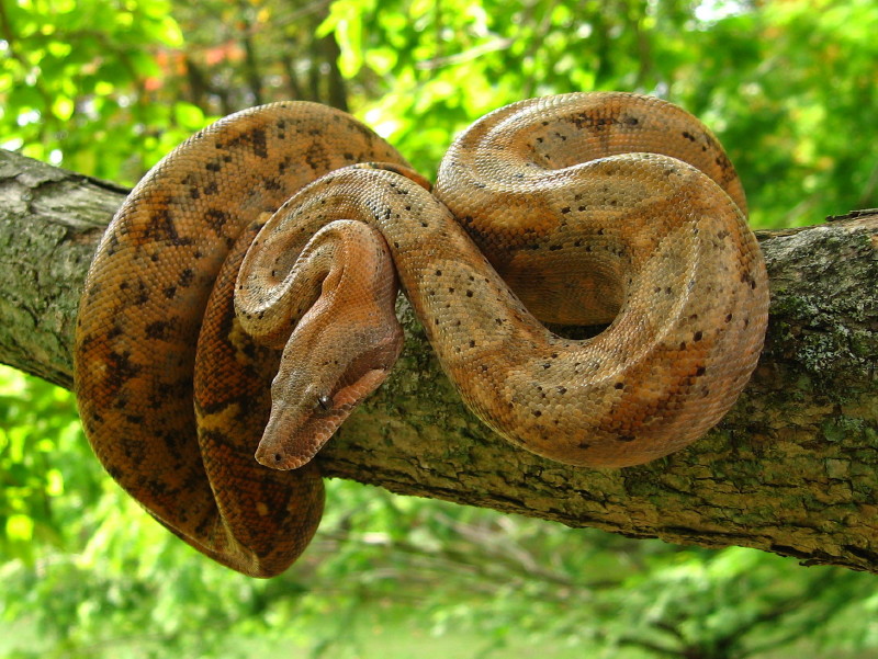 Hog Island Boa