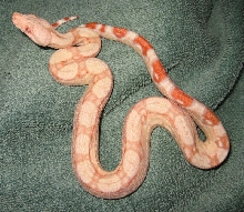 coral albino
