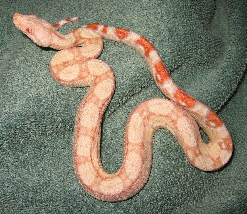 coral albino