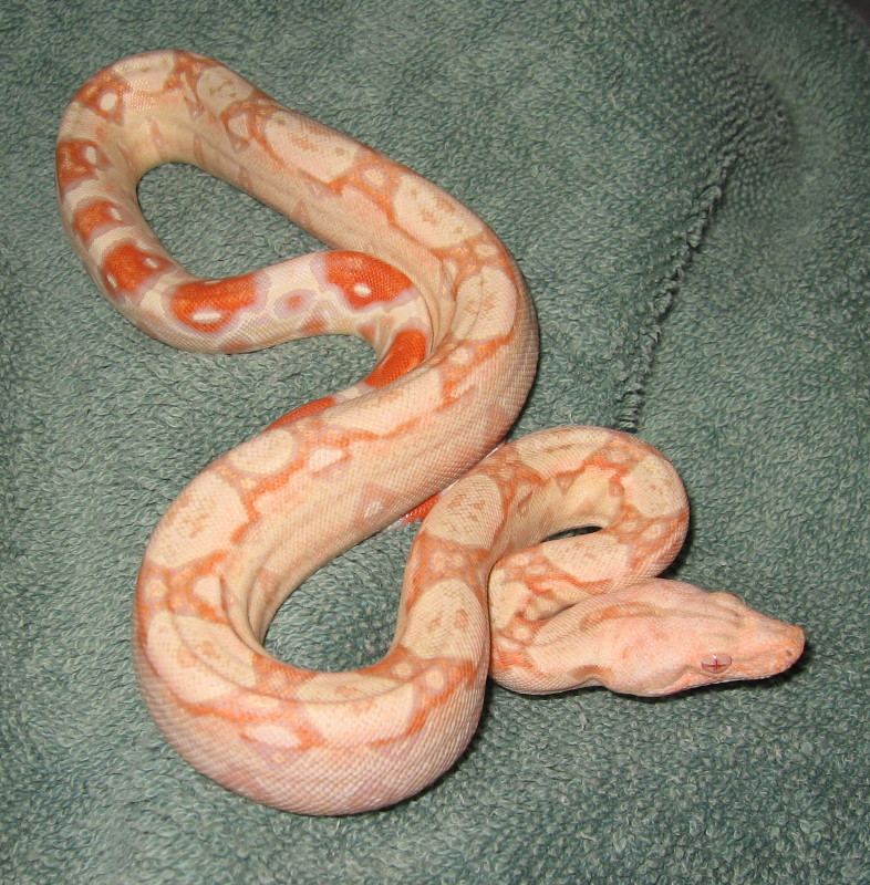 coral albino