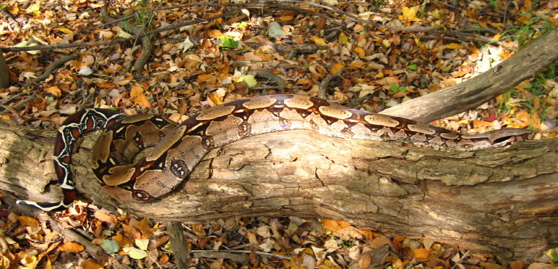 suri male