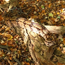 suri male