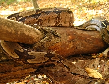 suri male