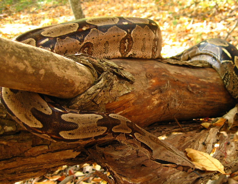 suri male