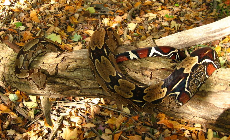 suri male