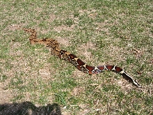 Suriname boa