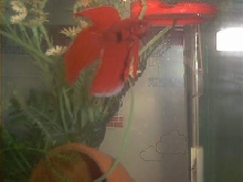 red male second spawn