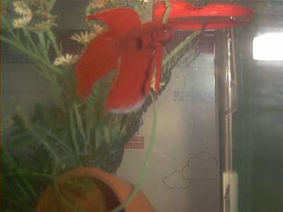 red male second spawn