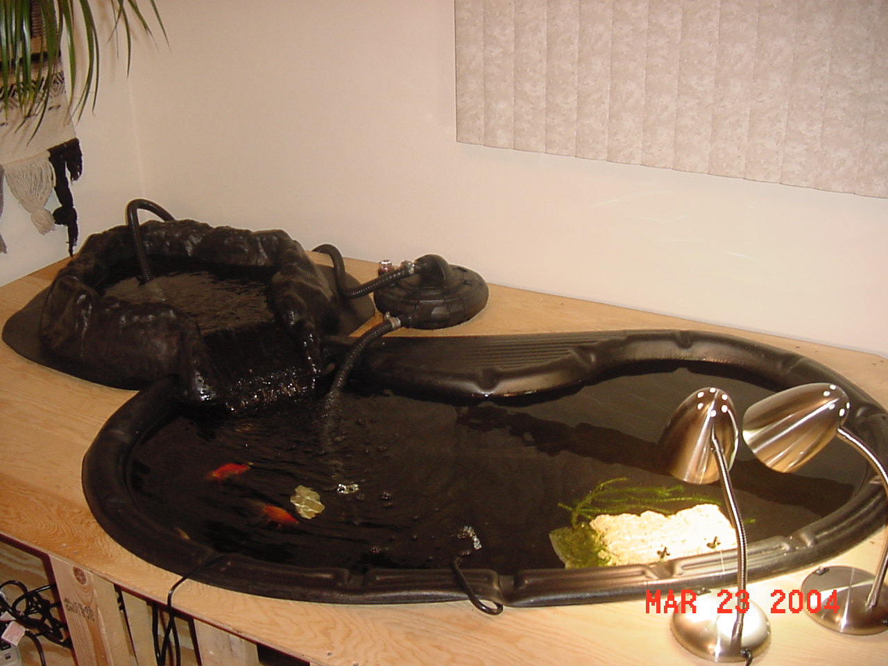 Edna & Eva's pond 2