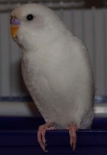 Meet Snowy!